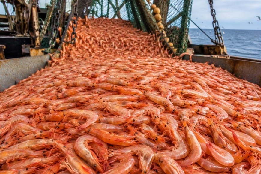 langostino pesca