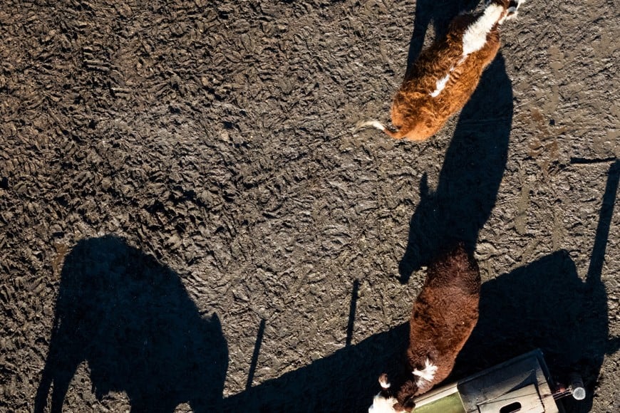 A drone view shows cattle at a feedlot as Argentine cattle ranchers, driven by high beef prices, are transforming production to multiply their exports, which could grow by 50 per cent in the coming years, in Buenos Aires province, Argentina, July 6, 2026. REUTERS/Martin Cossarini