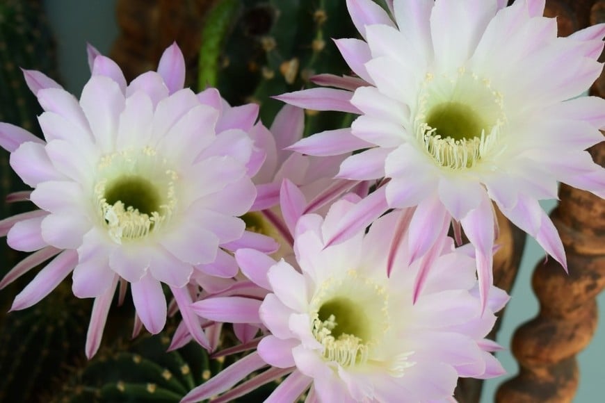 Al amanecer, la flor comienza a marchitarse.