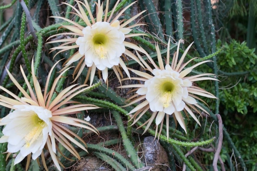 Este cactus trepador necesita espacio para crecer.
