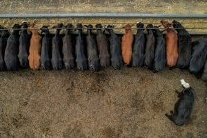 El desafío de medir mejor para fortalecer el negocio del feedlot