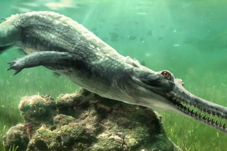 Recreación del 'Herugavialis cairensis', el cocodrilo extinto.