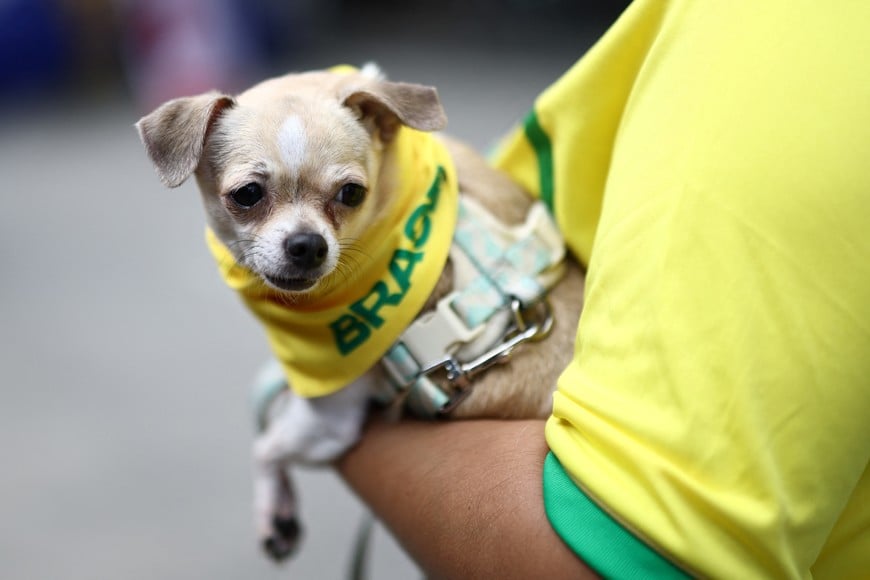 Soccer Football - FIFA World Cup 2026 - Round of 16 - Canada v Morocco - Fans gather in Vancouver - Vancouver, Canada - July 4, 2026
Brazil fan in Vancouver holds their dog REUTERS/Lee Smith