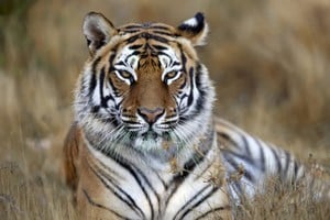 Un hombre está internado tras ser atacado por un tigre.