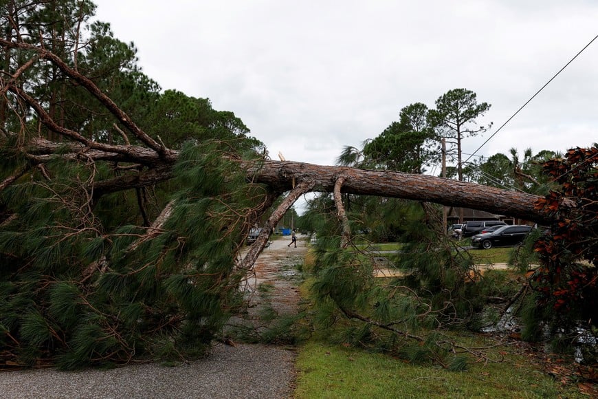 A person walks near a tree, uprooted during Hurricane Isaias, which blocks a road in Navarre, Florida, US, October 10, 2026. REUTERS/Marco Bello