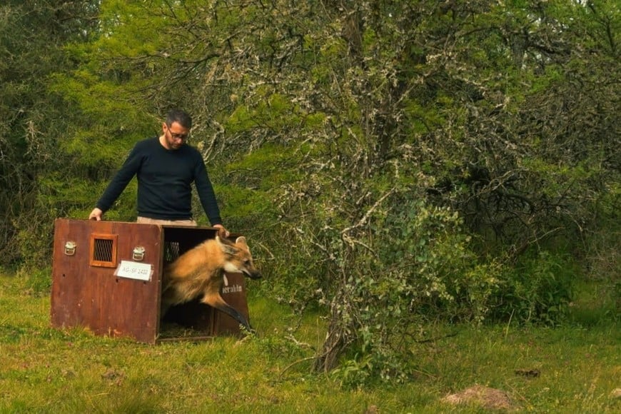 El aguará guazú rescatado en el oeste de Rosario fue liberado en una zona rural del departamento San Cristóbal.
