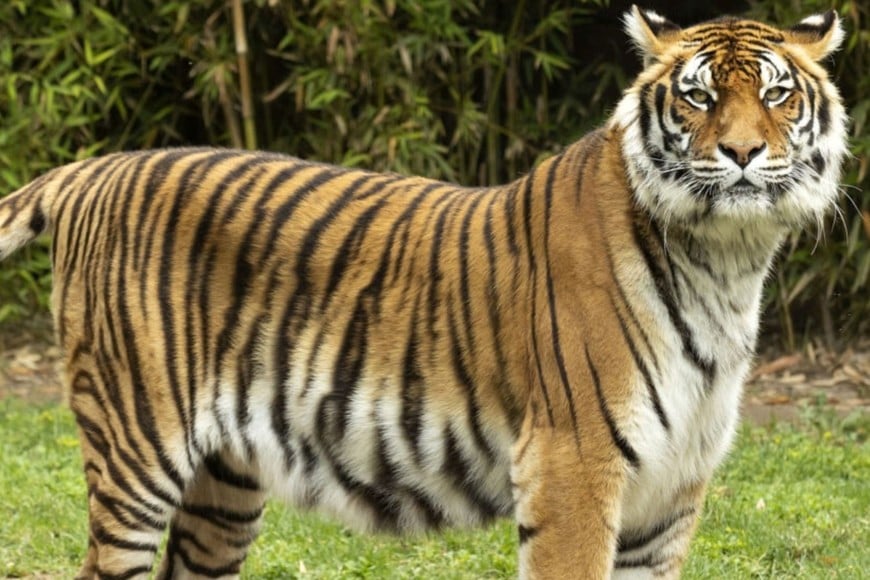 Un hombre fue atacado por un tigre en un parque silvestre.