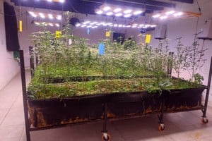 Los imputados dieron su versión sobre el cultivo y el traslado de cannabis. Foto: Prensa PDI