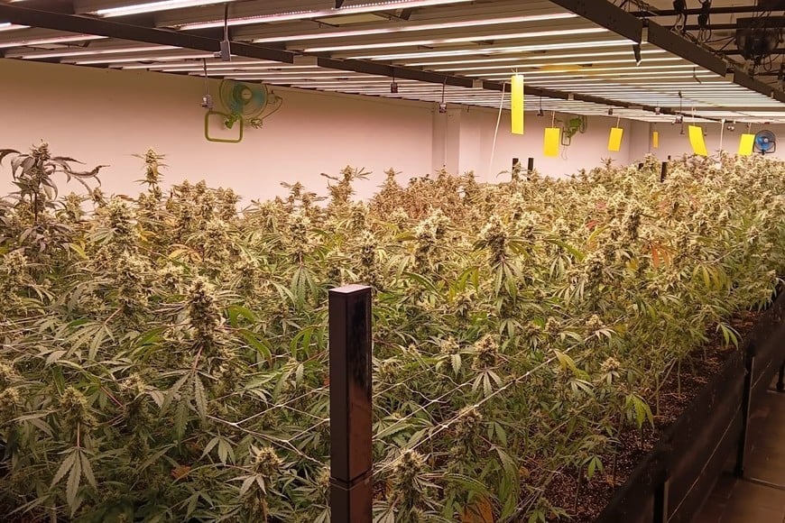 Causa por cannabis medicinal - Malabrigo: liberaron a la pareja investigada y el juez declaró incompetente a la Justicia provincial