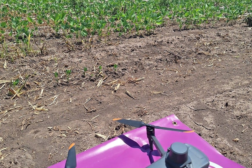 Malezas difíciles: el mapeo digital permite ajustar las aplicaciones a cada lote