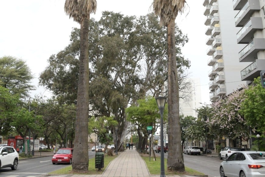 El cantero central de Bulevar, un espacio de encuentro y paseo emblemático para los santafesinos.