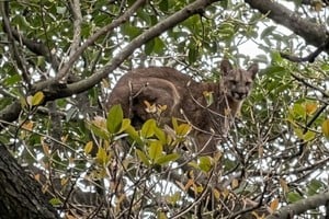 La aparición del felino generó lógica preocupación entre los vecinos. Foto: Gentileza