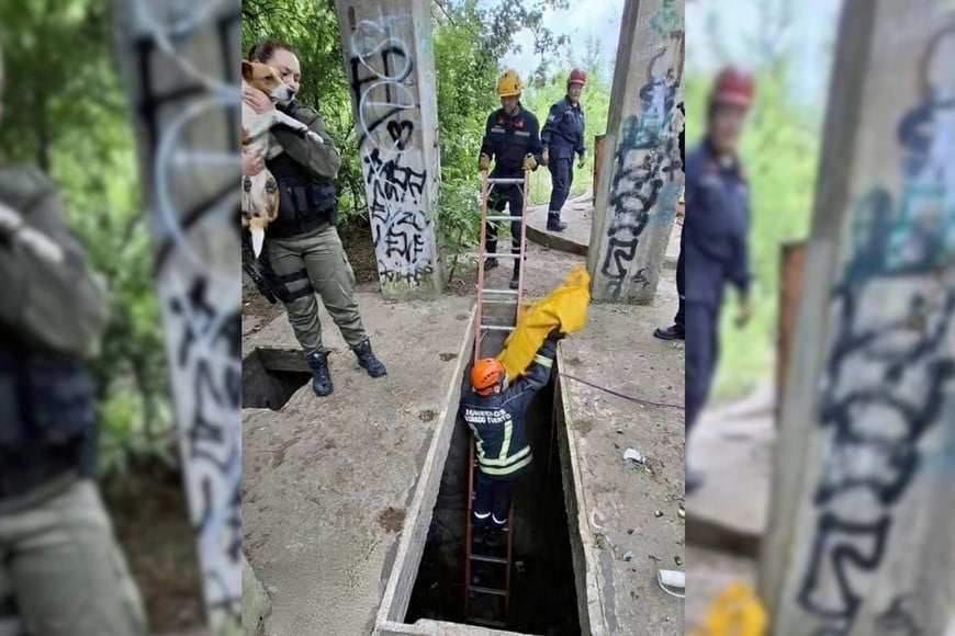 rescate perra caída en un pozo