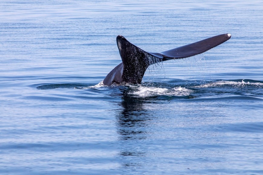 FILE PHOTO: Endangered North Atlantic Right Whales skim feed and sub-surface feed in the waters off of Cape Cod, Massachusetts, U.S., March 27, 2023. REUTERS/Lauren Owens Lambert (NOAA permit 25740-01 mandatory if publishing the image)/File Photo