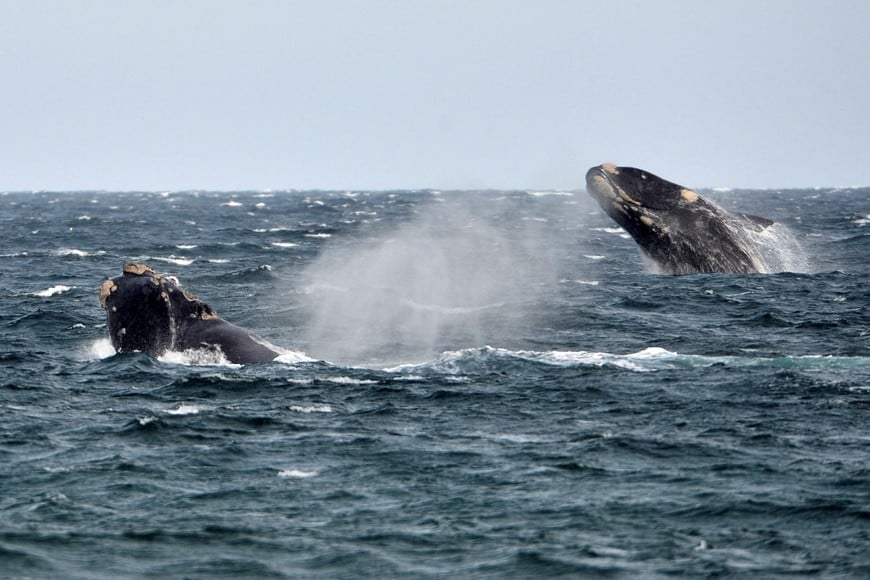 Southern right whales, known in Spanish as ballena franca austral, swim in the waters of the Atlantic Sea, offshore Golfo Nuevo, Argentina's Patagonian village of Puerto Piramides, September 19, 2014. REUTERS/Maxi Jonas