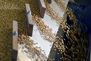 FILE PHOTO: Soybeans being sorted according to their weight and density on a gravity sorter machine at Peterson Farms Seed facility in Fargo, North Dakota, U.S., December 6, 2017. REUTERS/Dan Koeck/File Photo
