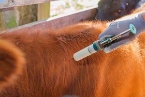 El SENASA amplió las alternativas de vacunación contra la brucelosis bovina