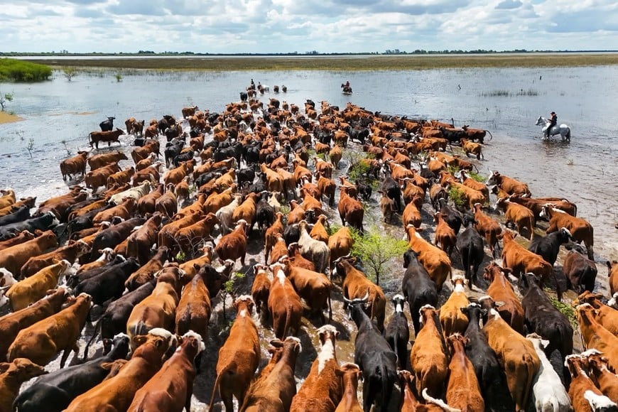 Traslado de animales por lluvias y crecidas - Fernando Nicola