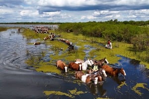 La ganadería se prepara ante las crecidas: 147.500 animales ya fueron trasladados. Credito: Fernando Nicola