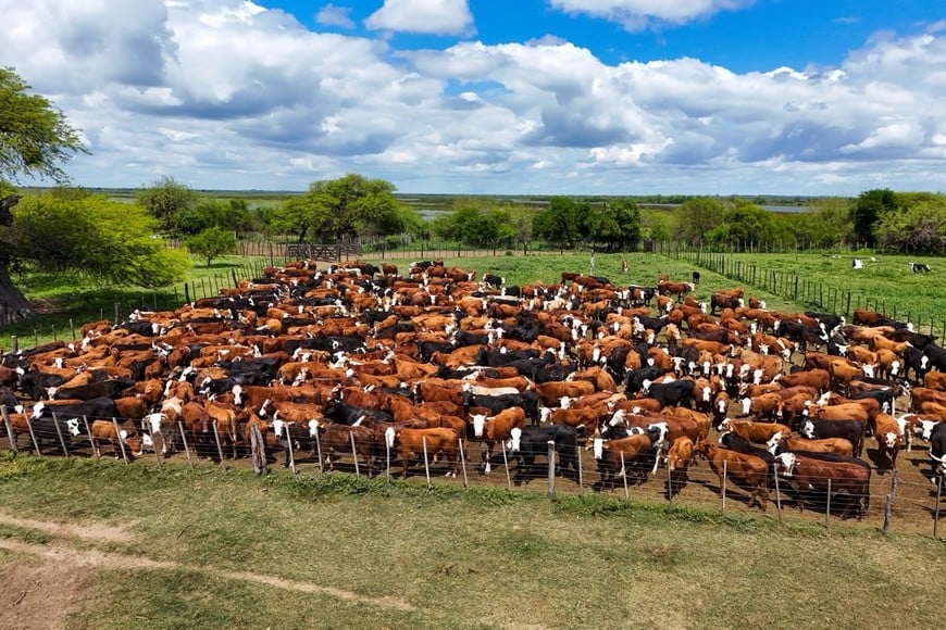 Traslado de animales por lluvias y crecidas - Fernando Nicola