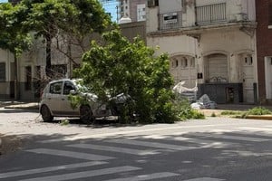 El árbol desplomado sobre la calzada en la esquina de Juan de Garay y Urquiza, irrumpiendo sobre el carril de circulación. Foto: Gentileza Mario Galoppo.