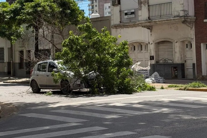 El árbol desplomado sobre la calzada en la esquina de Juan de Garay y Urquiza, irrumpiendo sobre el carril de circulación.