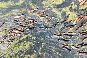 Traslado de animales por lluvias y crecidas - Fernando Nicola