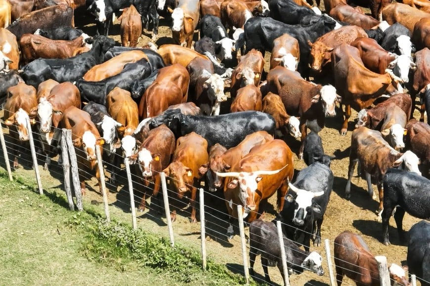 Traslado de animales por lluvias y crecidas - Fernando Nicola