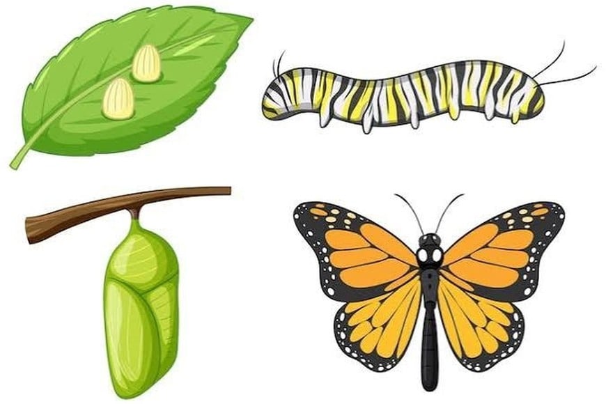 El gusano produce un hilo de seda continua para protegerse, mientras realiza su metamorfosis a mariposa.