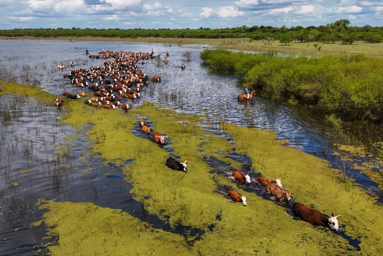 El agua avance por los sectores bajos y obliga a mover a los animales.