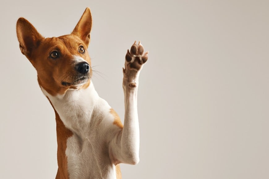 Adorable brown and white basenji dog smiling and giving a high five isolated on white