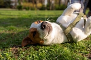 Los cambios en el apetito y en los hábitos de descanso merecen atención.