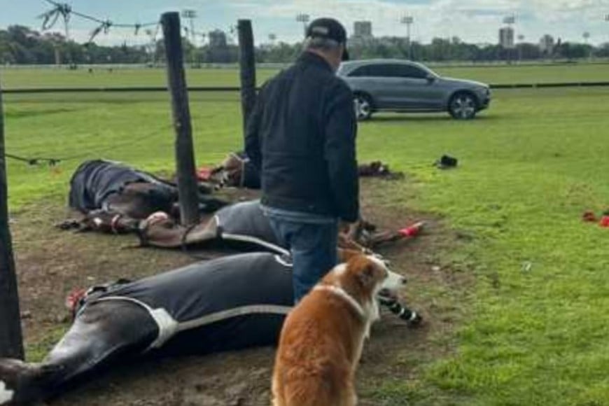 Al momento del hecho los animales se encontraban con un cuidador.