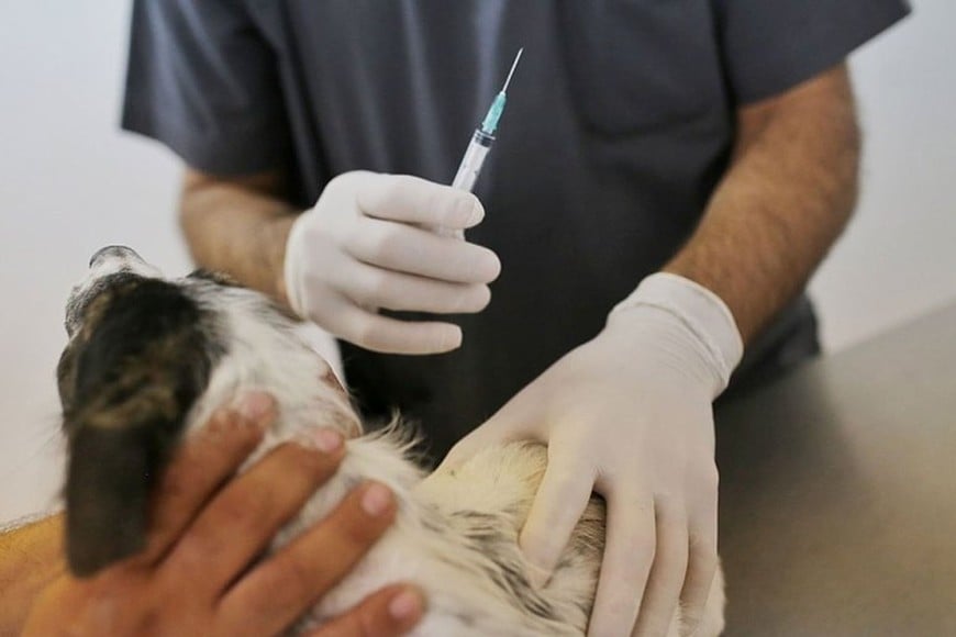 Entre los servicios previstos figuran la atención clínica general, una guardia veterinaria permanente las 24 horas y extracción de sangre. Foto: El Litoral