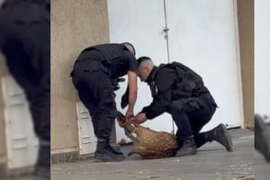 El momento en que agentes del Comando Radioeléctrico proceden con el animal. Foto: Gentileza