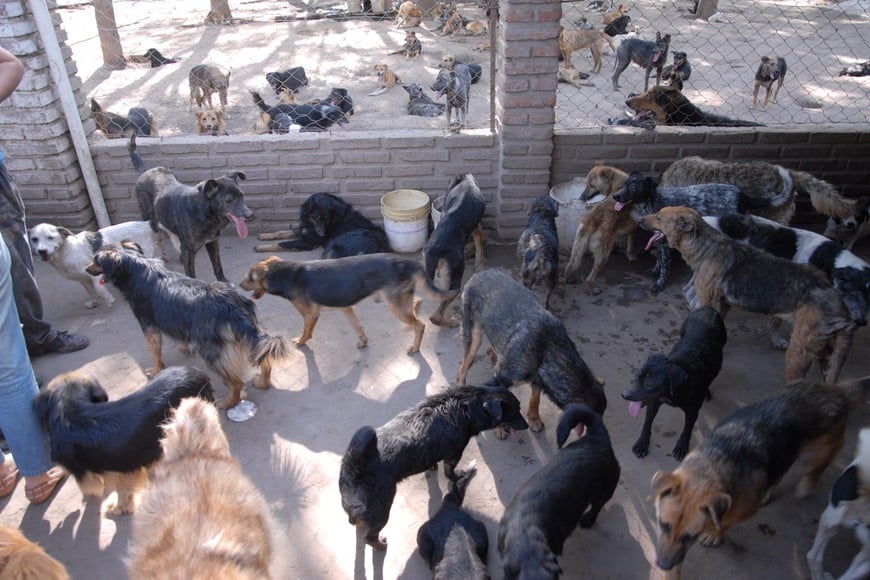 “Todo lo que juntamos está destinado a la asistencia veterinaria. La gente cree que pertenecemos al Municipio", dijo Lorena Arbe, de la Protectora de Animales. Foto: Luis Cetraro / Archivo