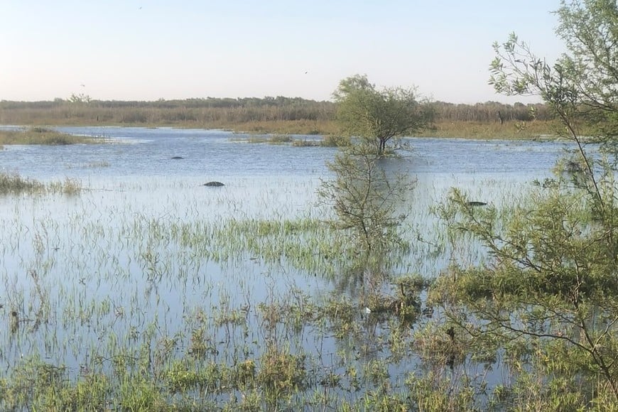 Los bañados se cubren de agua con el repunte del Paraná, y debajo se reproduce la vida. El Litoral.
