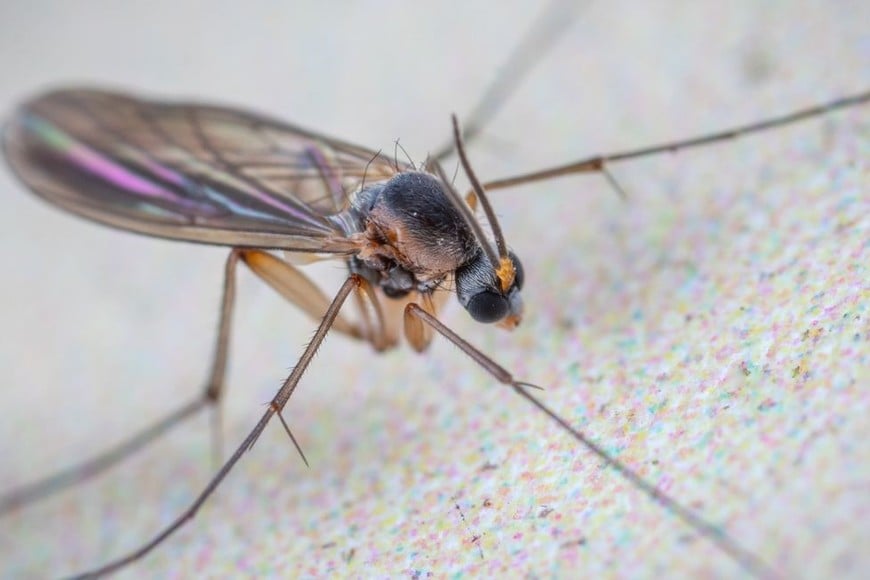 Los insectos del género Culicoides pueden transmitir el virus Shamonda entre animales.