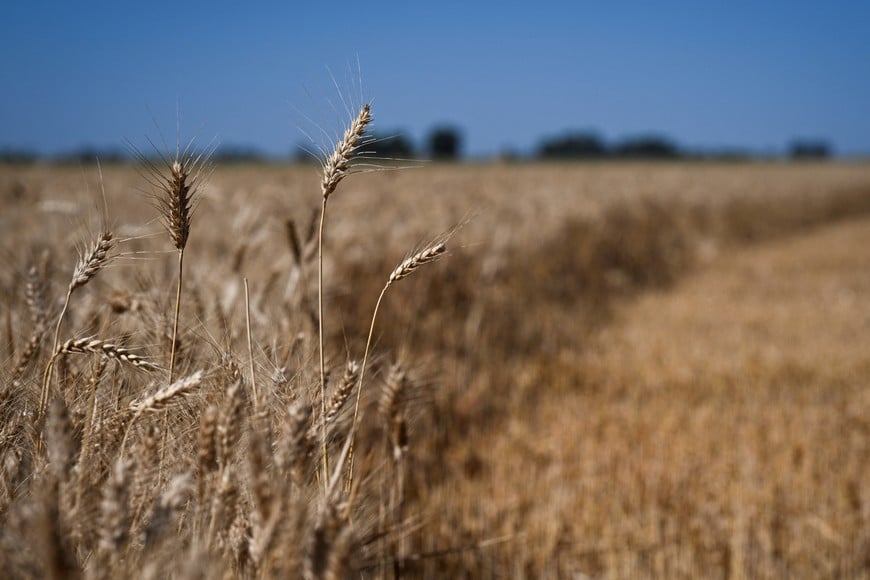 Wheat stands in a field during harvest, as the country's major grain exchanges forecast a record 2025/26 wheat crop for Argentina, one of the world's top grain suppliers, in Benito Juarez, Argentina, December 26, 2025. REUTERS/Martin Cossarini