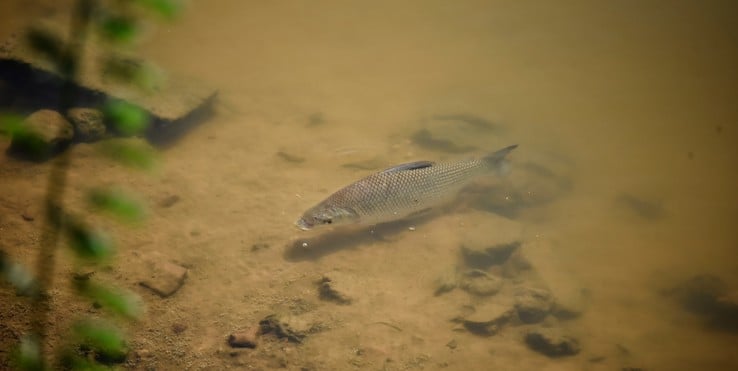 El lado positivo de El Niño: por qué las crecientes del Paraná son claves para la vida en la región