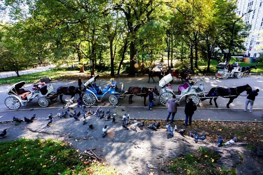 Carriage horses stand at Central Park in New York City, US, October 21, 2026. REUTERS/Eduardo Munoz