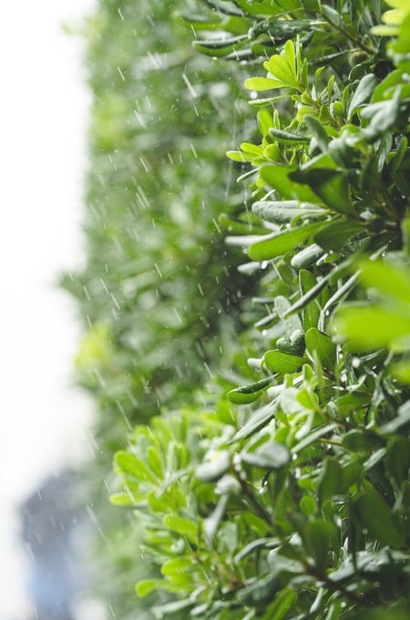 Un buen drenaje ayuda a proteger las plantas durante los días de lluvia.