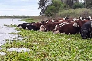 La crecida del Paraná obligó a trasladar animales desde las islas hacia zonas seguras.