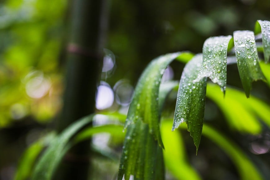 Las lluvias intensas pueden dañar las plantas si el agua se acumula en las raíces.