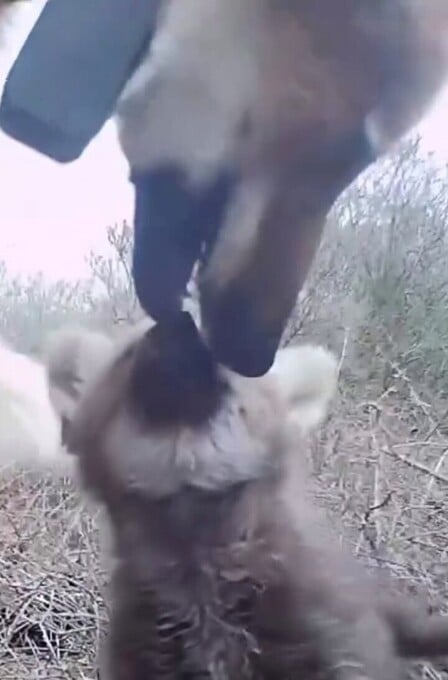 Las imágenes dan esperanza para una especie castigada.