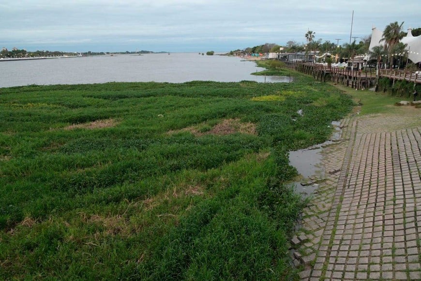 Con la crecida, la vegetación "copa" las costas. Así lucía la costanera Este durante el viernes 23 de octubre. Foto: Manuel Fabatía
