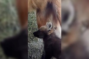 El video de la aguará y sus cachorros.