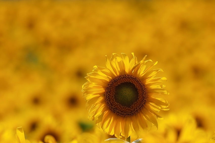 A sunflower is seen in a field in Chernihiv region, while Russia's attack on Ukraine continues, Ukraine August 8, 2022. REUTERS/Valentyn Ogirenko