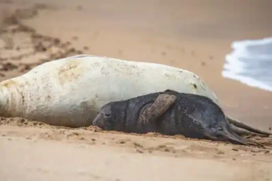 Las autoridades instalaron un perímetro de protección en la playa para evitar que las personas y las mascotas se acerquen a los animales.