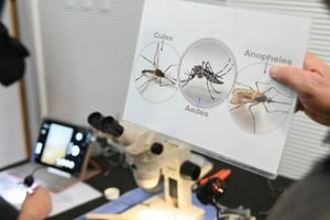 Se reportaron mosquitos Aedes en dos trampas, pero no hay pacientes con dengue. Archivo